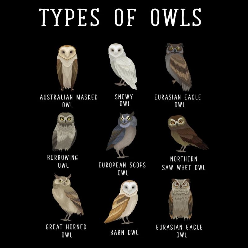Eulentypen, Eule, Eulen, Schneeeule, Barn Owl