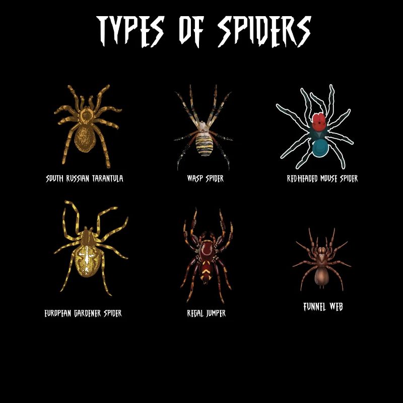 Espèces d’araignées, araignées