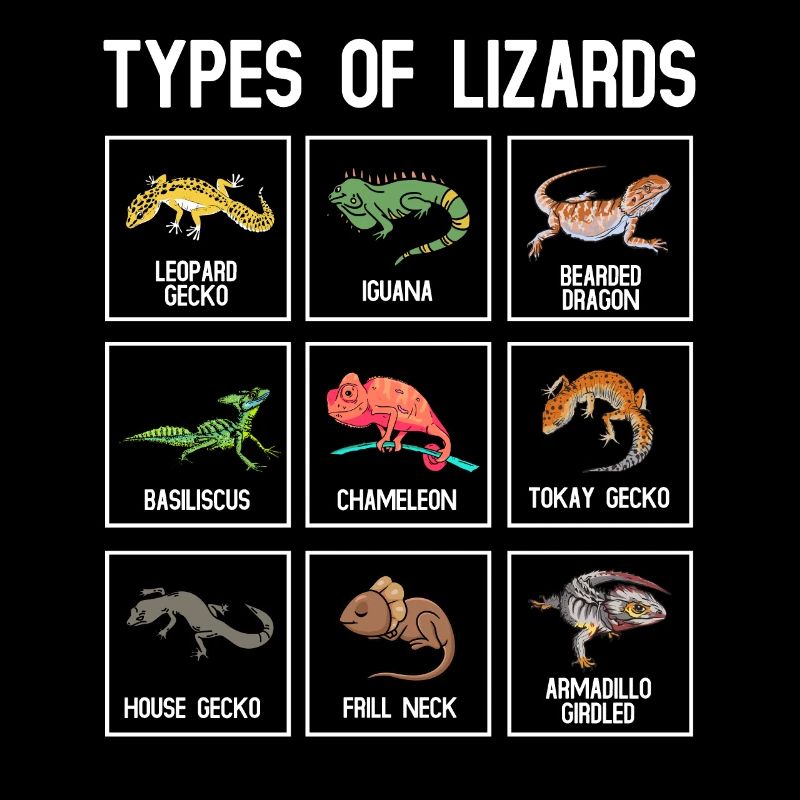 Types de lézards, lézards, reptiles