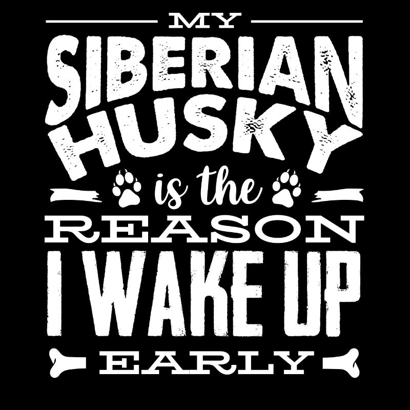 Husky sibérien