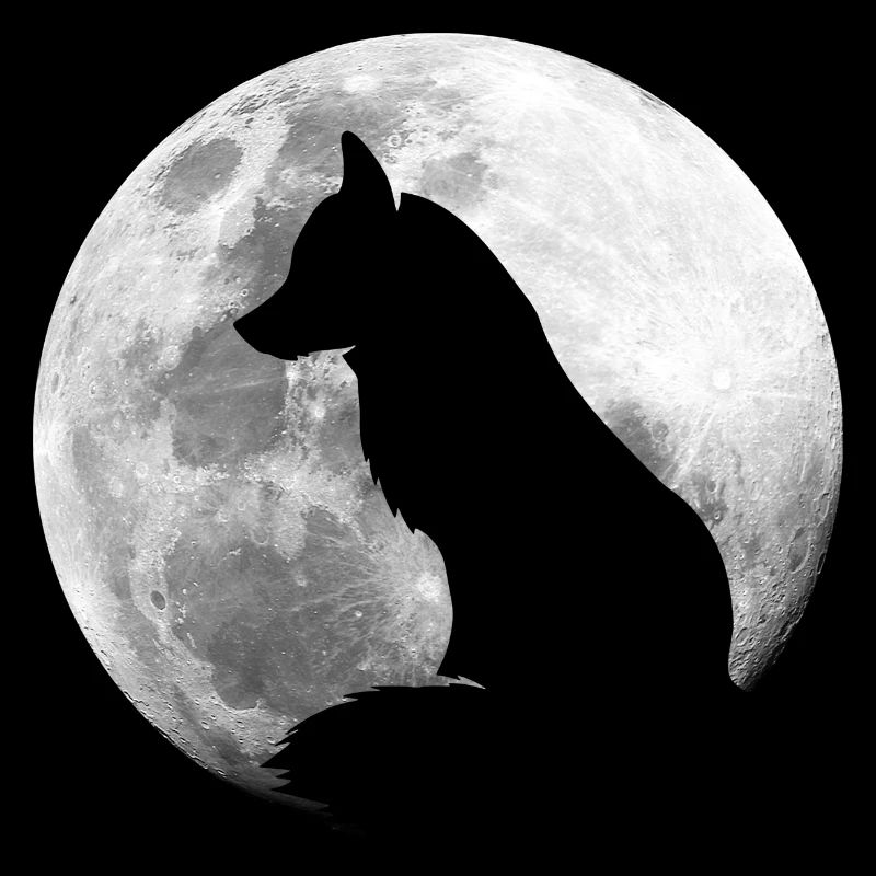 Fox in the Full Moon Forest Animals Fox
