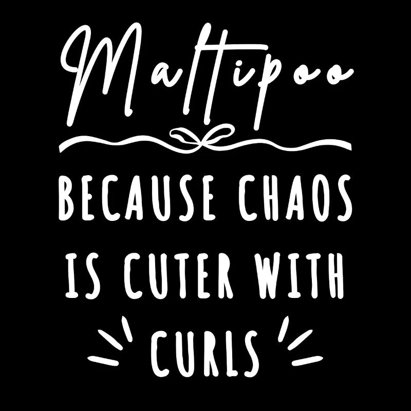 Maltipoo – Parce que le chaos est plus mignon avec des boucles