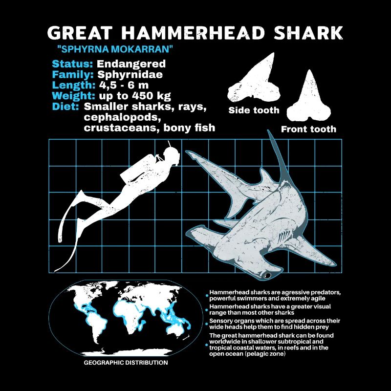 Fiche technique du requin-marteau