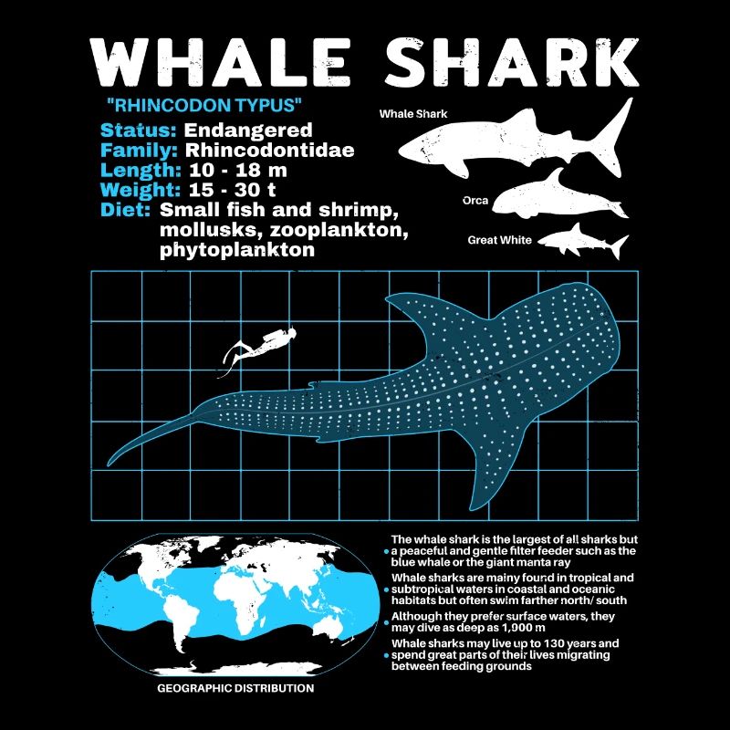 Fiche technique whale shark