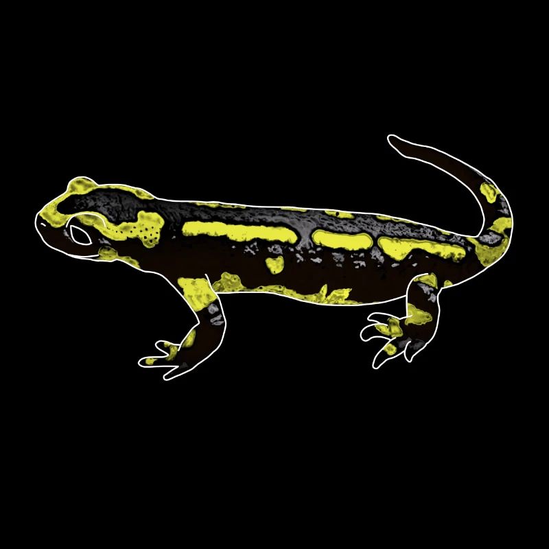 Fire salamander