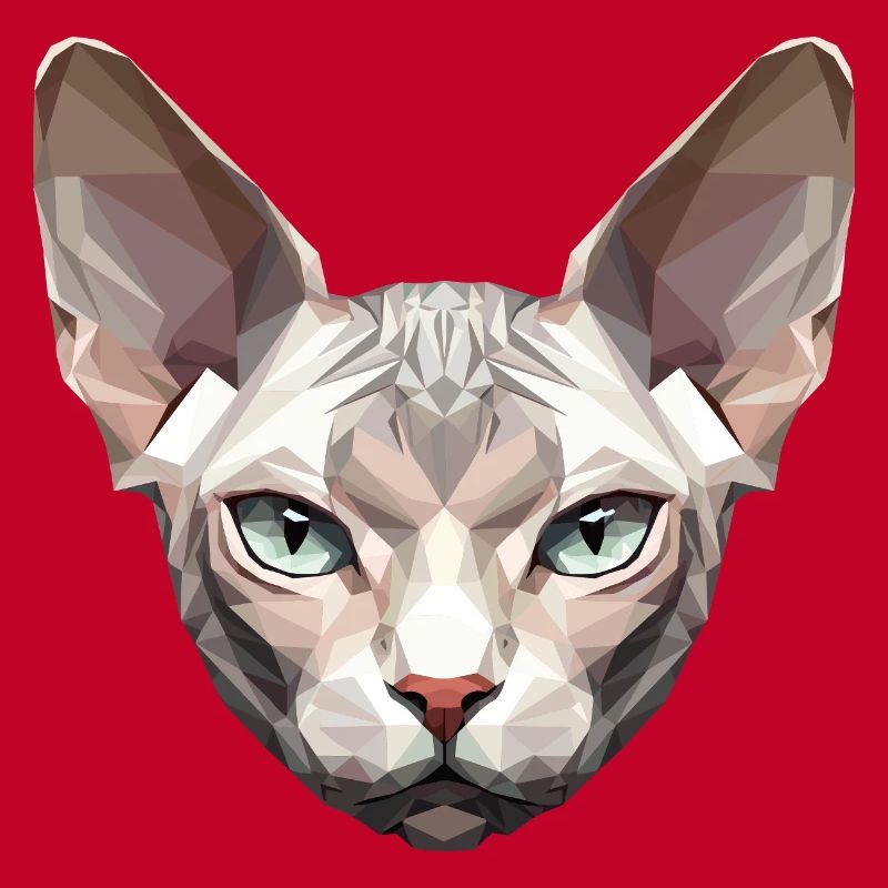Sphynx Chat Sphynx Chat Chat Canadien Sphinx mignon