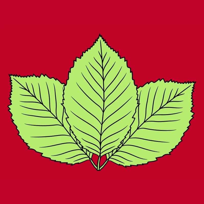 3 leaves beech leaf tree plant shape clip art d