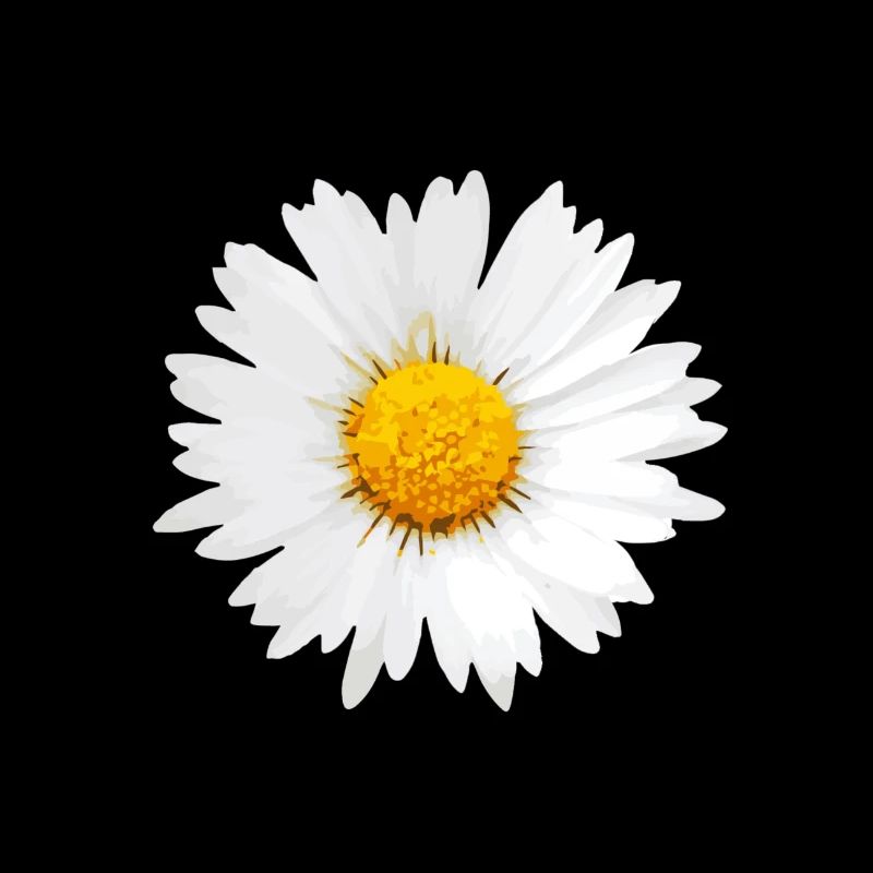 daisy