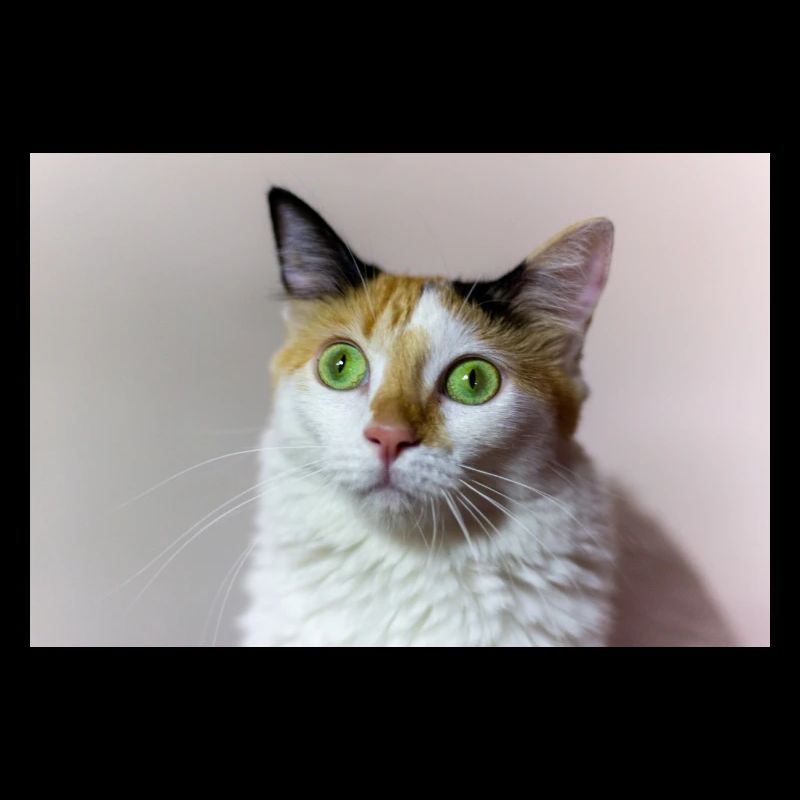 le chat