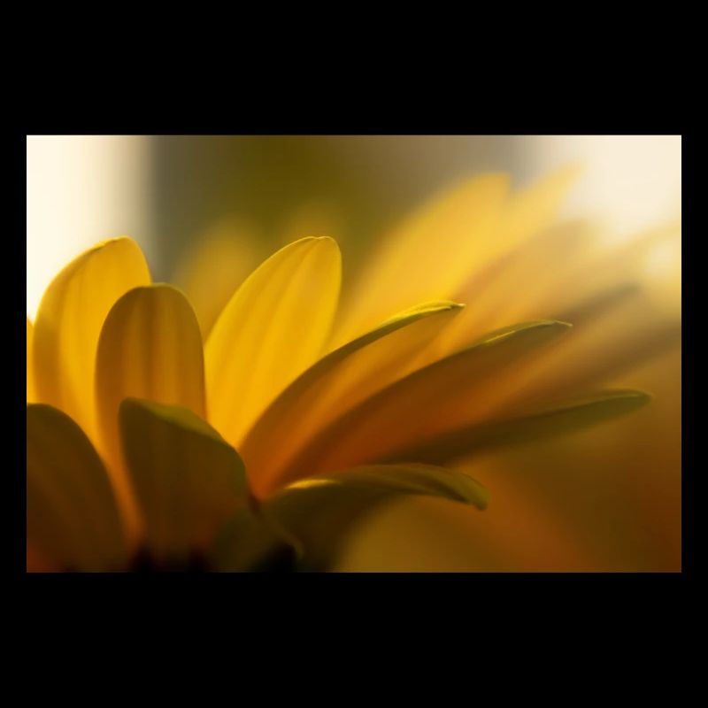 Macro Clair Floral Doré