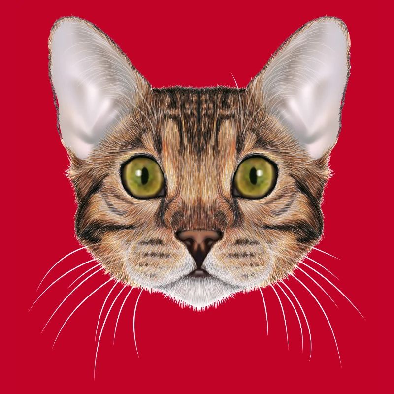 Bengal cat