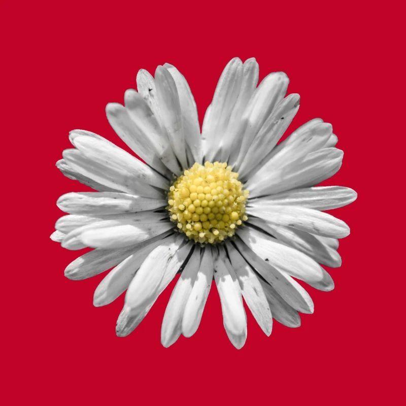 Gänseblümchen