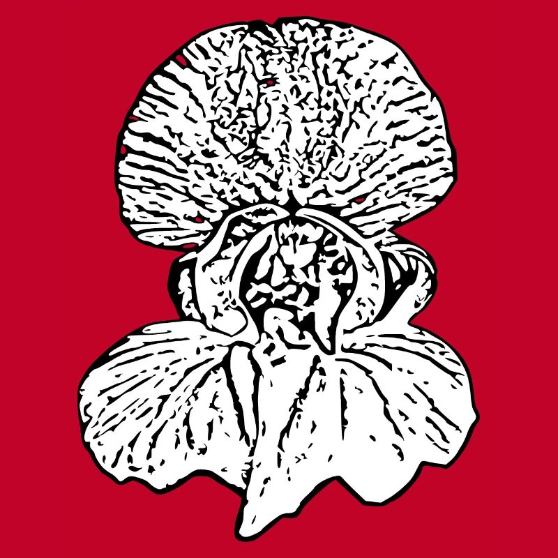 Fleur, Blanc, Fleurs, Fleur Blanche, Orchidée