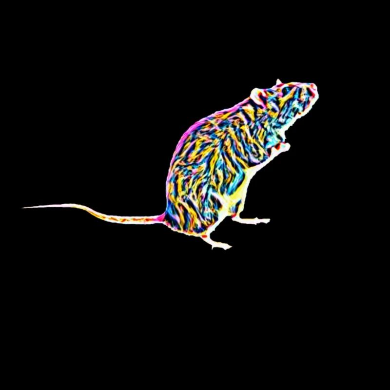 rat