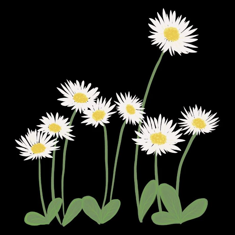 Gänseblümchen auf der Wiese