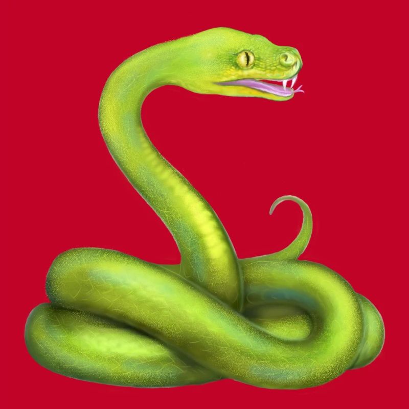 Der Grüne Python Schlange Dschungel Tier
