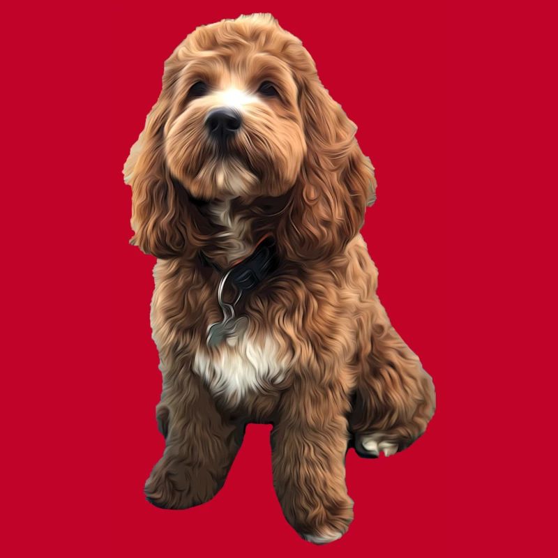 Süße Cavapoo Hund Welpen