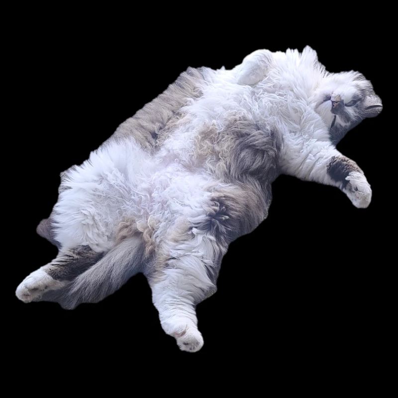 Cuddly Fur Cat Lying Pose