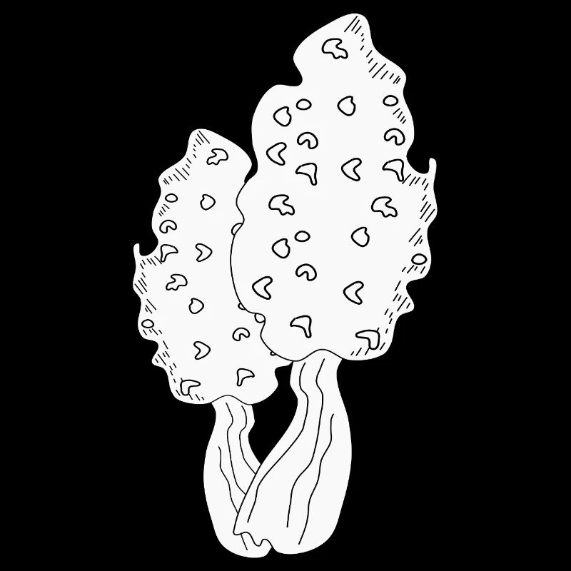 MORILLES