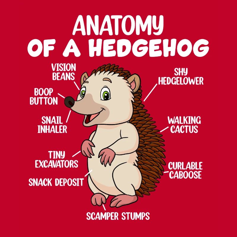 Anatomie d’un hérisson