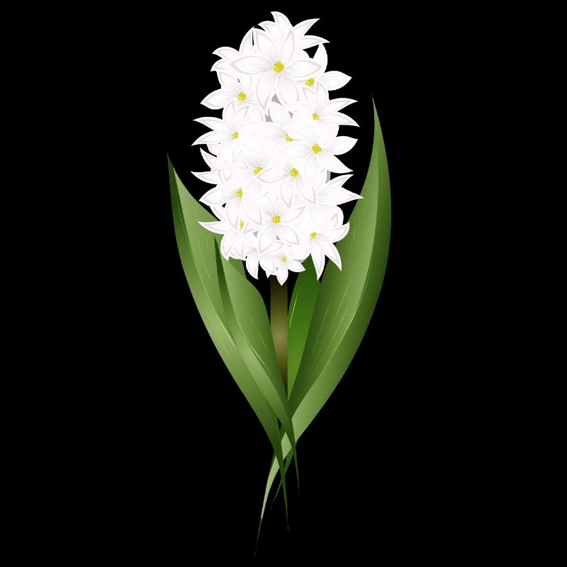 Jacinthe blanche – délicatesse sous forme de fleur