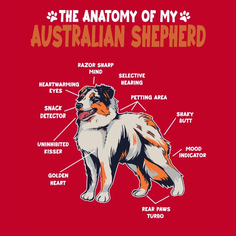 Australian Shepherd Aussie Anatomie Aussie