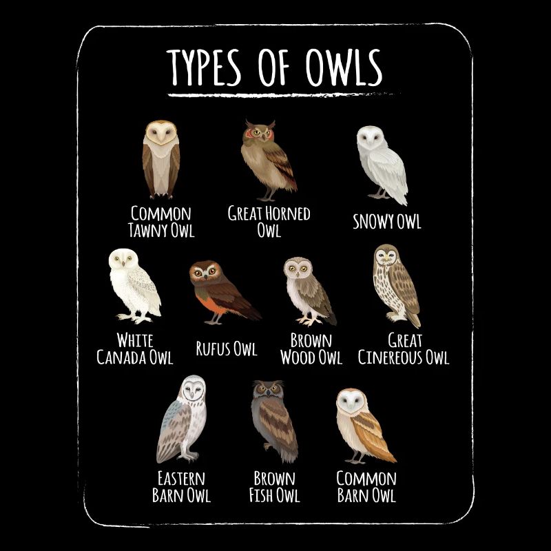 Types Of Owls Eule Vogel Eulen Vögel