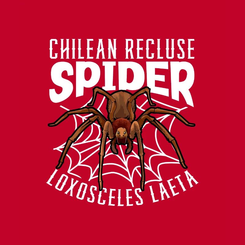 Araignée d’angle chilienne