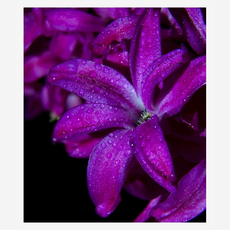 Jacinthe de fleur pourpre