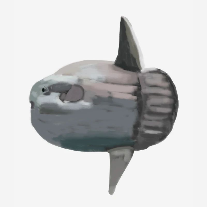 Ocean sunfish