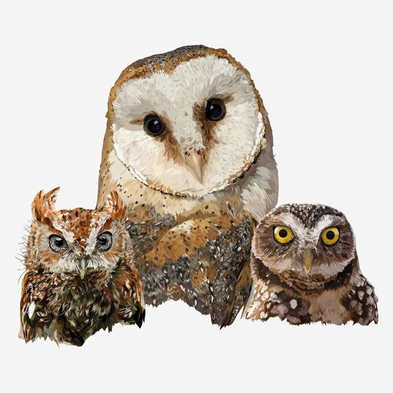 Scops Eule, kleine Eule und Eule