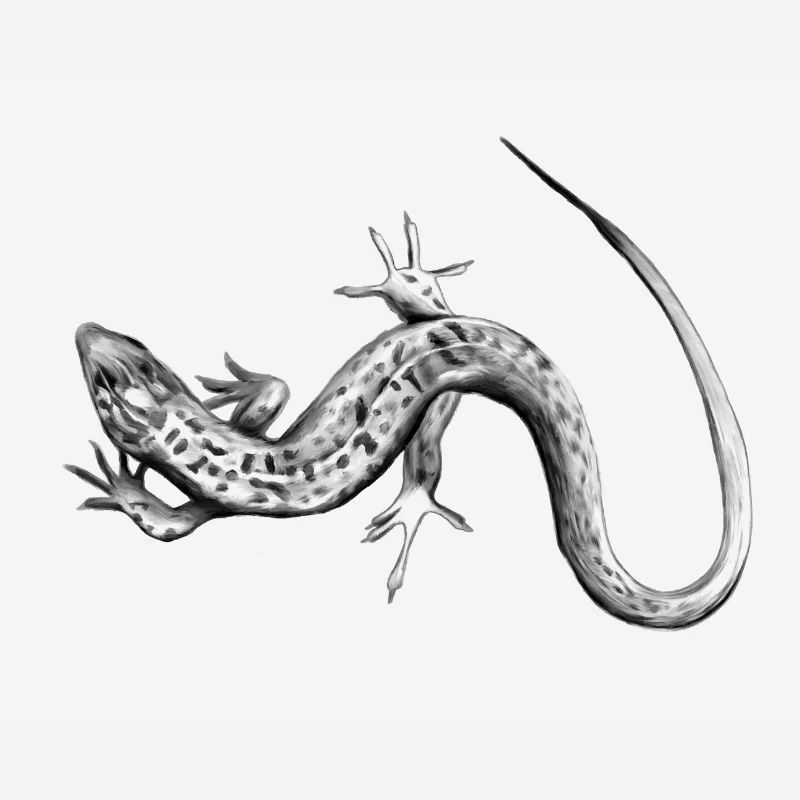 Gray Lizard Black and White Pattern