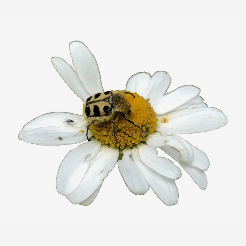 Chafer à abeilles