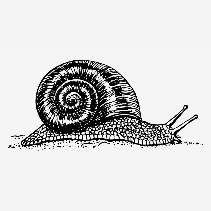 Black and withe snail