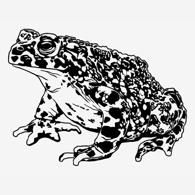 Toad Frog Graphic Aquatic Amphibian Frog Lovers
