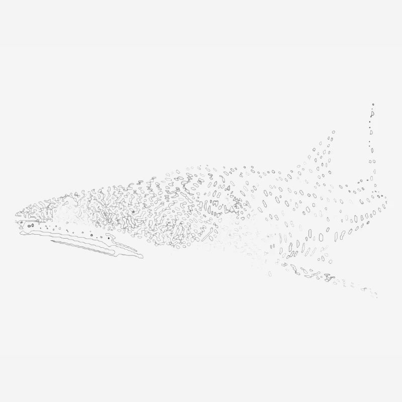 Whale shark