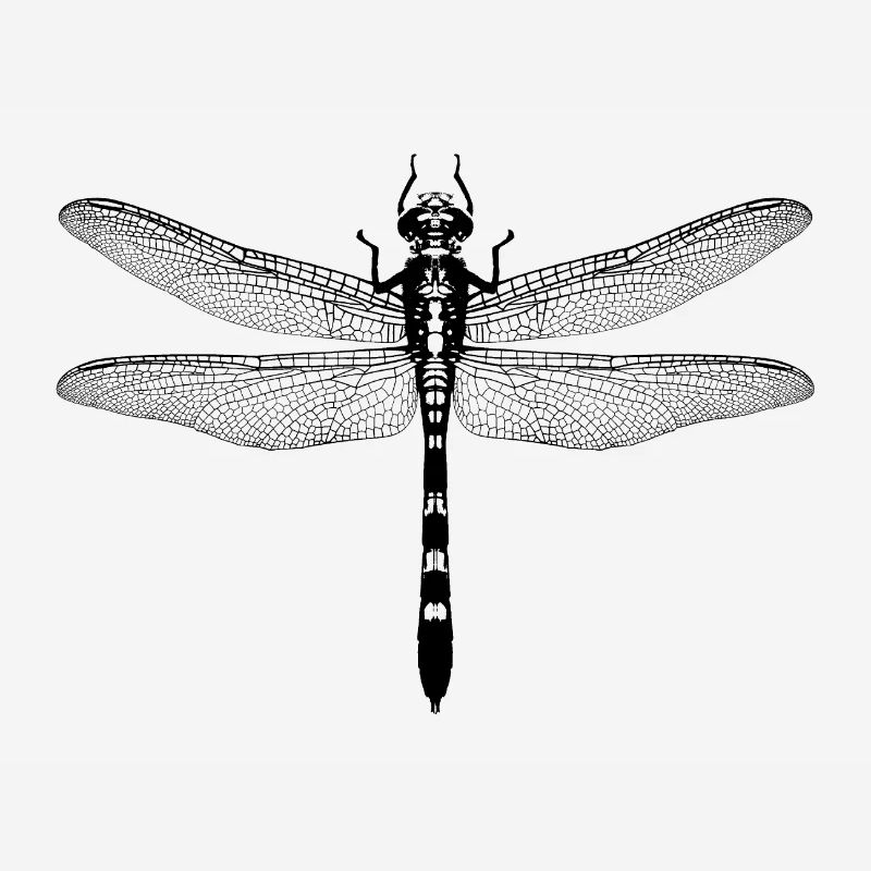 libelle / dragonfly / insect