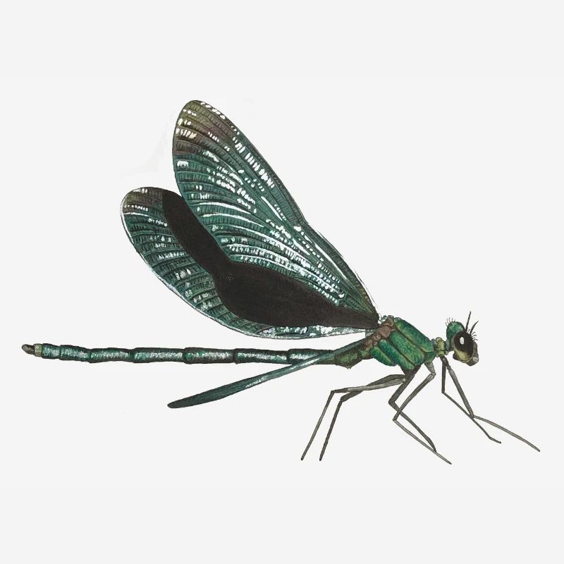 Dragonfly dragonfly