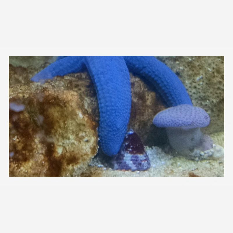 Blauer Seestern