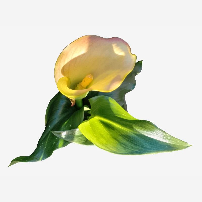 LYS CALLA JAUNE