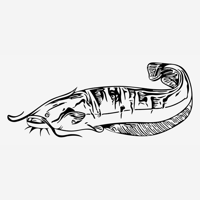 Silure - pêche silure