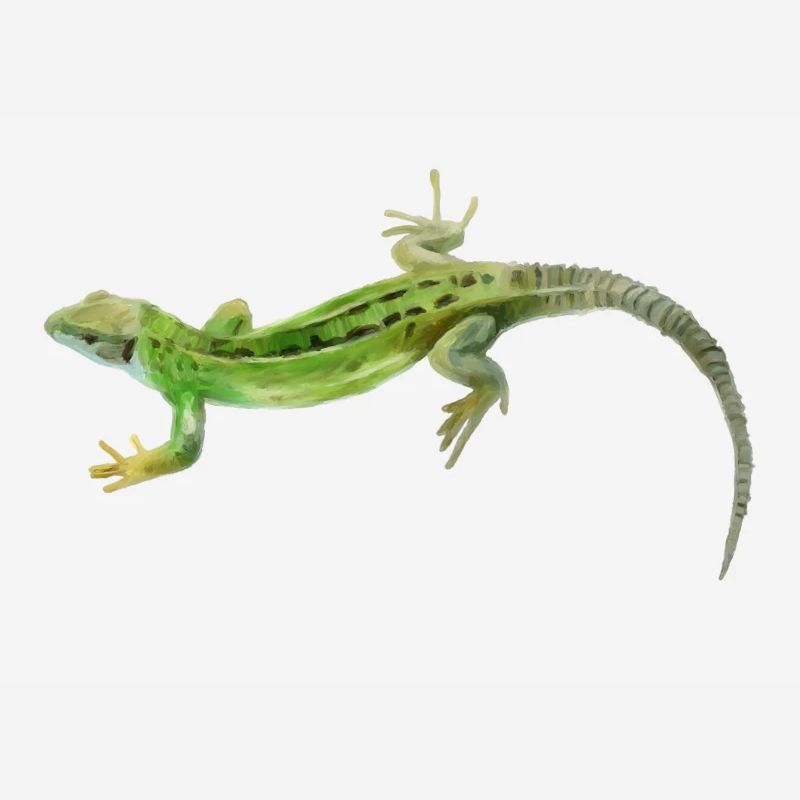Gecko Green Pattern
