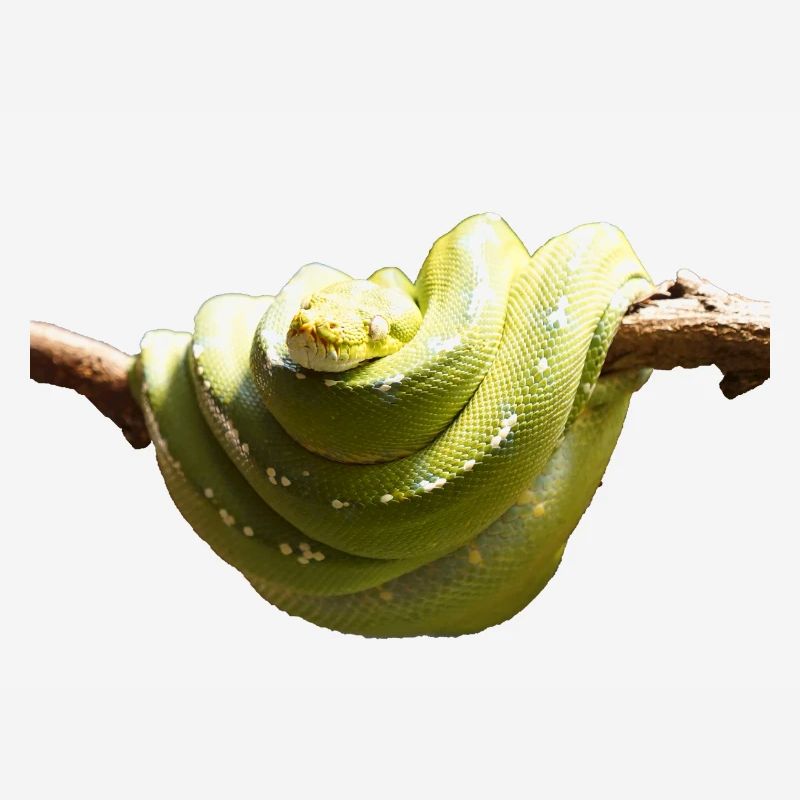 Der Baumpyton kann bis zu vier Meter lang werden