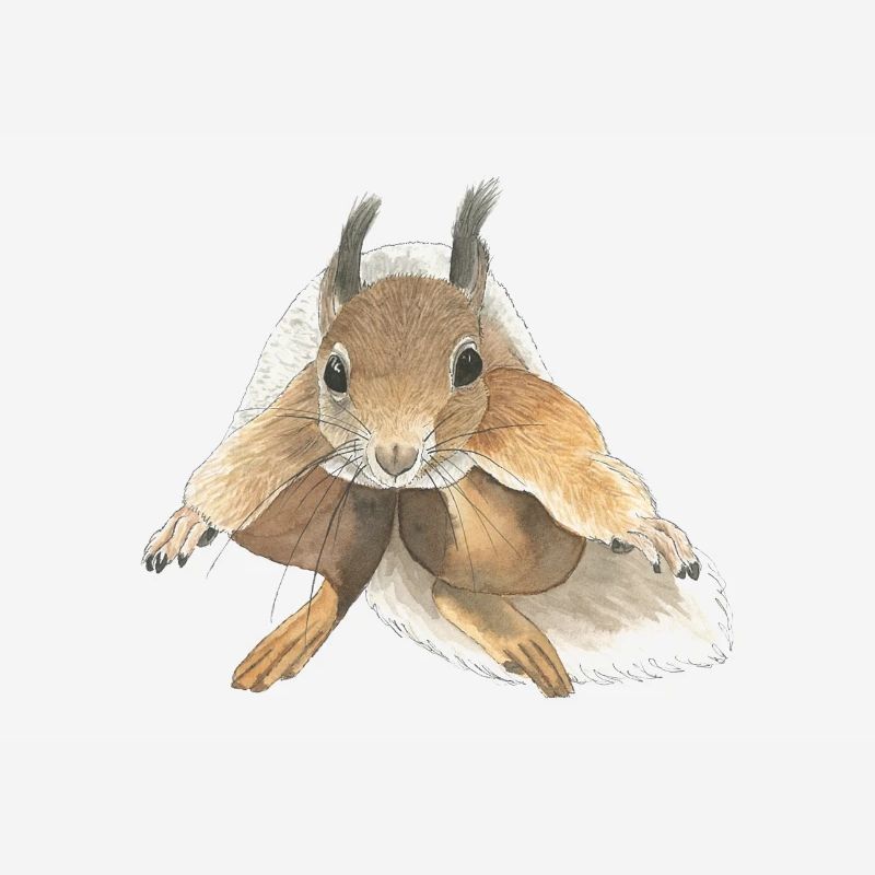 squirrel jumping squirrel