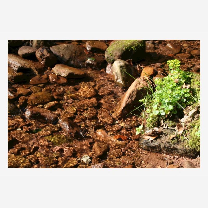 Kleiner Waldbach am Stein