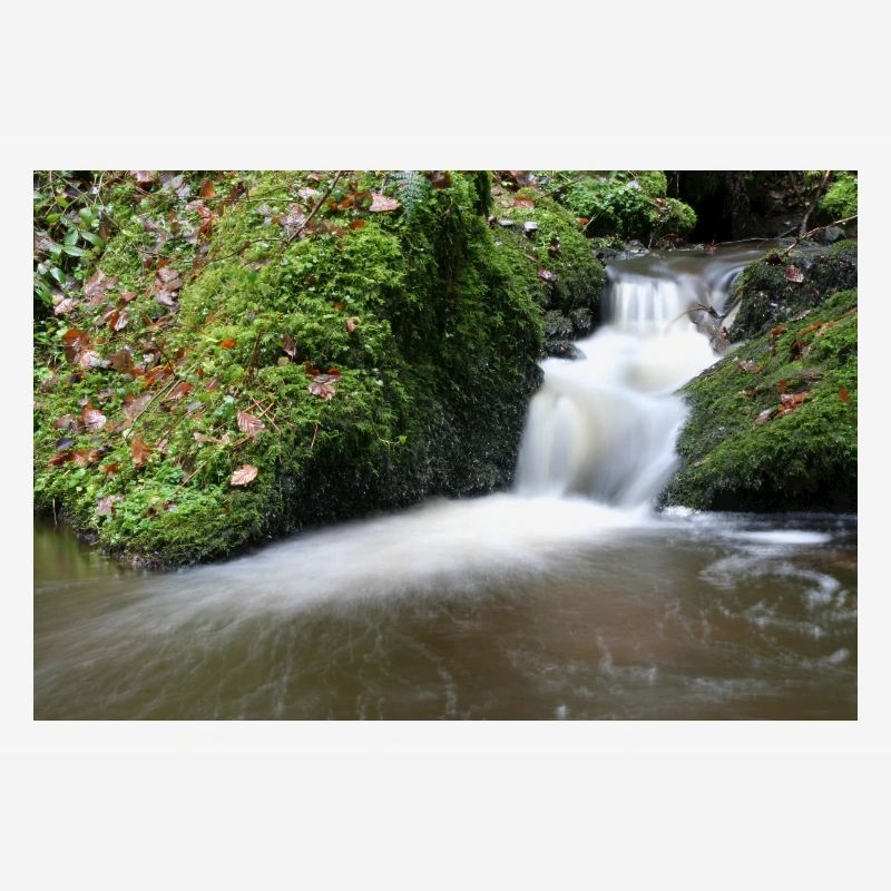 WALDBÄCHLEIN