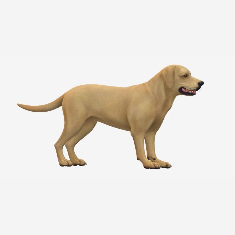 Conception de chiens