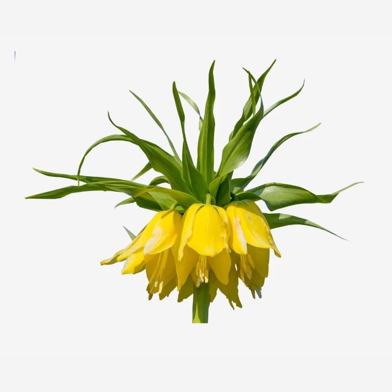 Kaiserkrone Blume Frühling Liliengewächs Flora