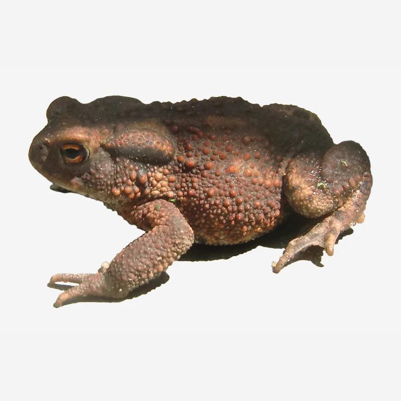 toad