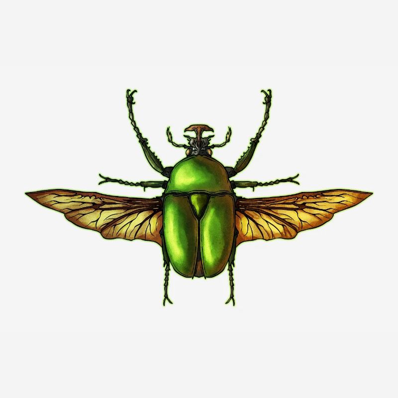 Insecte